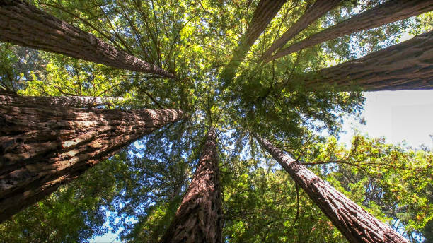 Casa Conejo, CA Tree Services Company