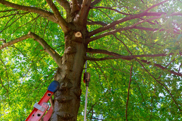 How Our Tree Care Process Works  in  Casa Conejo, CA